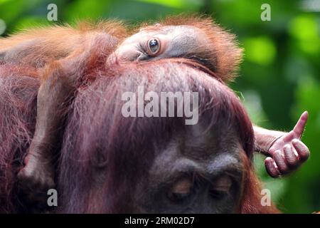 Bildnummer: 59307740 Datum: 06.03.2013 Copyright: imago/Xinhua (130306) -- SINGAPUR, 6. März 2013 (Xinhua) -- Ein einmonatiger borneanischer Orang-Utan hält sich während der öffentlichen Fütterung im Zoo von Singapur am 6. März 2013 an seiner Mutter fest. Die Sumatra-Orang-Utans sind kritisch gefährdet, während die borneanischen Unterarten als gefährdet gelten. (Xinhua/Then Chih Wey) SINGAPORE-SPECIES-ORANG-Urang-Utan PUBLICATIONxNOTxINxCHN Gesellschaft Zoo Tier Affe Menschenaffe Orang Utan Orangutan x0x xdd Erstauflage 2013 quer 59307740 Datum 06 03 2013 Copyright Imago XINHUA Singapur 6. März 2013 XINHUA A Stockfoto