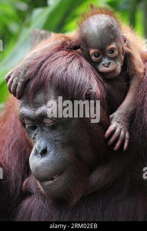 Bildnummer: 59307741 Datum: 06.03.2013 Copyright: imago/Xinhua (130306) -- SINGAPUR, 6. März 2013 (Xinhua) -- Ein einmonatiger borneanischer Orang-Utan hält sich während der öffentlichen Fütterung im Zoo von Singapur am 6. März 2013 an seiner Mutter fest. Die Sumatra-Orang-Utans sind kritisch gefährdet, während die borneanischen Unterarten als gefährdet gelten. (Xinhua/Then Chih Wey) SINGAPORE-SPECIES-ORANG-Utan PUBLICATIONxNOTxINxCHN Gesellschaft Zoo Tier Affe Menschenaffe Orang Utan Orangutan x0x xdd Premiumd 2013 hoch 59307741 Datum 06 03 2013 Copyright Imago XINHUA Singapur 6. März 2013 XINHUA A Stockfoto