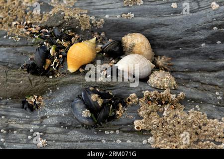 Nahaufnahme von Hundewelken, Nasenmuscheln und Muscheln Stockfoto