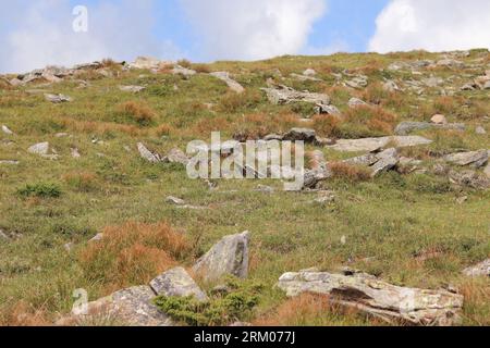 Berglandschaft, Steine im Gras. Karpatengebirge der Ukraine. Das Konzept von Tourismus und Sportvergnügen. Natur Stockfoto