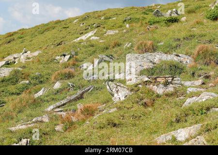 Berglandschaft, Steine im Gras. Karpatengebirge der Ukraine. Das Konzept von Tourismus und Sportvergnügen. Natur Stockfoto