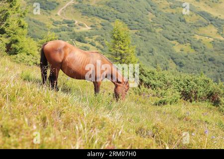 Ein junger Hengst isst Gras vor der Kulisse von Bergen. Das Pferd in den Karpaten. Tier auf dem Berg. Hungriges Pferd isst grünes Gras Stockfoto