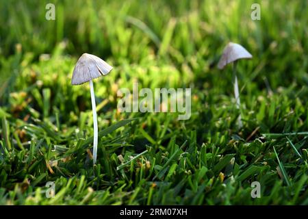 Nahaufnahme von zwei winzigen weißen Pilzen, die in üppig grünem Gras mit Sonnenlicht am Sommermorgen wachsen Stockfoto