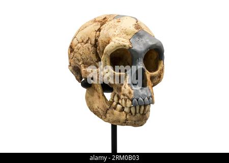 Schädel-Nachbildung von Homo floresiensis, bekannt als Flores man aus der Höhle Liang Bua, archaischer Mensch, der von 95.000 bis 50.000 Jahren in Indonesien lebte Stockfoto