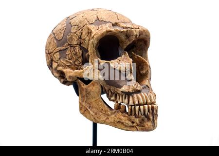 Schädelnachbildung von Homo neanderthalensis / Neanderthal, ausgestorbene Arten archaischer Menschen, die bis vor etwa 40.000 Jahren in Eurasien lebten Stockfoto