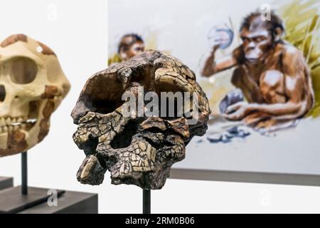 Skull replica of Toumaï, Sahelanthropus tchadensis, Homininae dated to about 7 million years ago, Miocene epoch discovered in northern Chad Stock Photo