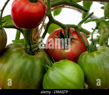 Tomate Pomodoro Costiera Selez Sorrento wird im Vereinigten Königreich angebaut Stockfoto