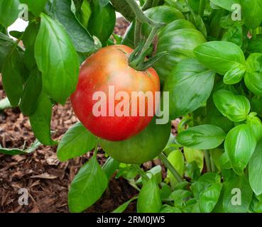 Tomate Pomodoro Costiera Selez Sorrento wird im Vereinigten Königreich angebaut Stockfoto