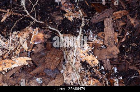 Myzelstränge um Tomatenwurzeln in No Dig Kompost Stockfoto