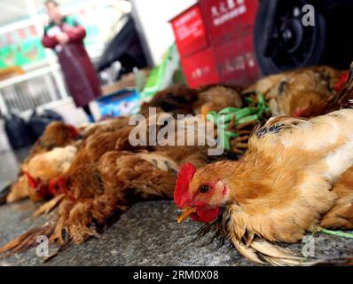 Bildnummer: 59477127  Datum: 05.04.2013  Copyright: imago/Xinhua (130405) -- SHANGHAI, April 5, 2013 (Xinhua) -- Photo taken on April 5, 2013 shows chickens are tied up to be dealt with at a market in Shanghai, east China. The government of Shanghai Municipality said on Friday sales of live poultry will be suspended in the municipality from April 6 as the H7N9 strain of avian influenza has sickened 14 and killed six. (Xinhua/Chen Fei) (wjq) CHINA-SHANGHAI-H7N9 BIRD FLU-LIVE POULTRY MARKET-CLOSE (CN) PUBLICATIONxNOTxINxCHN Gesellschaft Vogelgrippe premiumd x2x xkg 2013 quer o0 Huhn, Tiere, Wirt Stockfoto