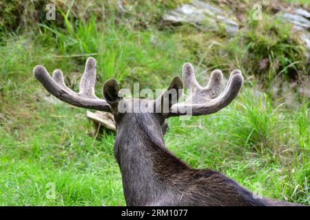 Nahaufnahme des Elchkopfes von hinten gesehen. Stockfoto