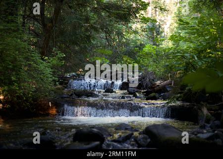 Ruhiger Waldbach im Norden Kaliforniens Stockfoto