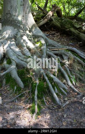 Ein lebhafter Baum steht hoch in einem schattigen Bereich, seine Wurzeln sind sichtbar und reichen nach oben zum Himmel Stockfoto