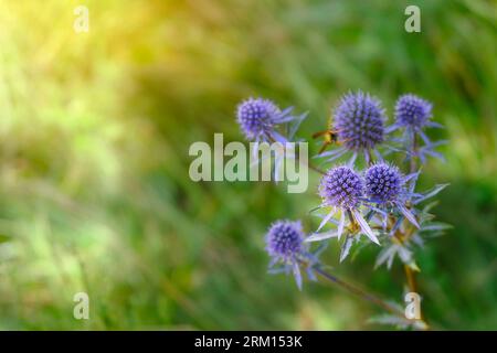 Heilkräuter. Eryngium planum. Blaue stechpalme, violette stechpalmenblüten. Sommerlichteffekt, Makroansicht. Stockfoto