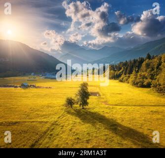 Vogelperspektive von Bäumen auf Almwiesen bei Sonnenuntergang im Herbst Stockfoto