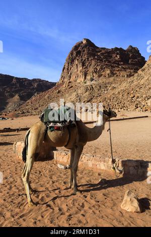 Kamele neben Lawrence's Spring, Wadi Rum, Jordanien, Naher Osten Stockfoto