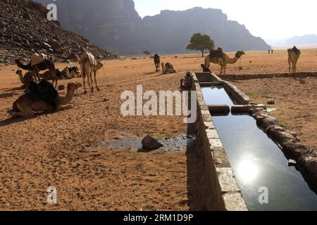 Kamele neben Lawrence's Spring, Wadi Rum, Jordanien, Naher Osten Stockfoto