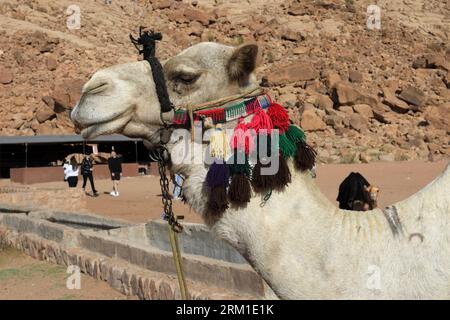 Kamele neben Lawrence's Spring, Wadi Rum, Jordanien, Naher Osten Stockfoto