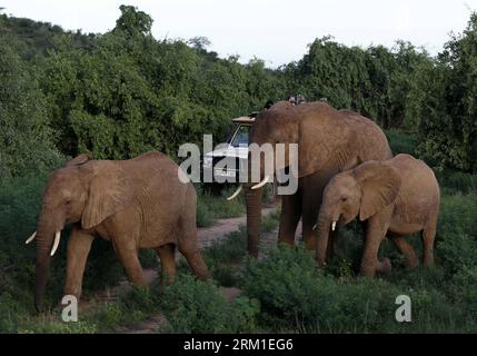 Bildnummer: 59571174  Datum: 25.04.2013  Copyright: imago/Xinhua (130425) -- NAIROBI, April 25, 2013 (Xinhua) -- Three elephants walk past a tourism vehicle at Samburu National Reserve, north of Kenya, April 20, 2013. The Samburu National Reserve is located in northern Kenya with 165 square kilometers in size. It attracts animals because of the Ewaso Ng iro river that runs through it and the mixture of acacia, riverine forest, thorn trees and grassland vegetation. Grevy s zebra, gerenuk, reticulated giraffes and beisa oryx here are more than those in other regions of the country. Besides, the Stock Photo