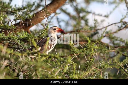 Bildnummer: 59571176  Datum: 25.04.2013  Copyright: imago/Xinhua (130425) -- NAIROBI, April 25, 2013 (Xinhua) -- A red-billed hornbill stands on a branch at Samburu National Reserve, north of Kenya, April 20, 2013. The Samburu National Reserve is located in northern Kenya with 165 square kilometers in size. It attracts animals because of the Ewaso Ng iro river that runs through it and the mixture of acacia, riverine forest, thorn trees and grassland vegetation. Grevy s zebra, gerenuk, reticulated giraffes and beisa oryx here are more than those in other regions of the country. Besides, the res Stock Photo