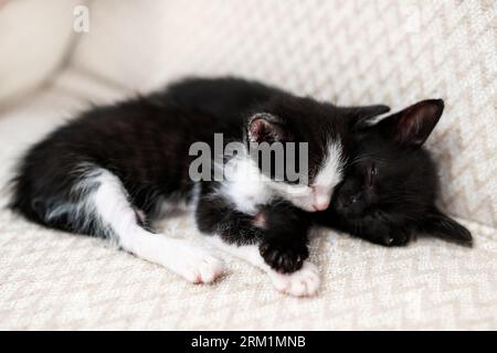 Zwei weiße und schwarze Hauskitten schlafen auf einer weißen Lichtdecke auf dem Sofa. Schlaf-Katze. Das Konzept der niedlichen Haustiere. Stockfoto