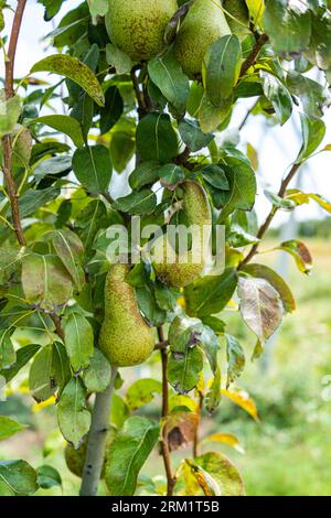 Unreife Birnen auf den Bäumen am Ende des Sommers fast bereit für die Ernte Stockfoto