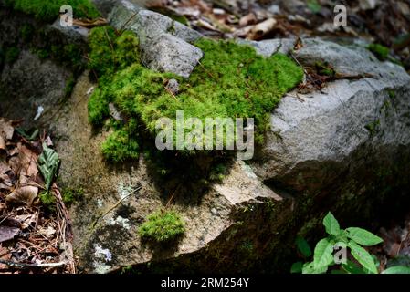 Moos wächst auf einem Kalkstein, der in einem Appalachen-Wald in Virginia ausbricht. Stockfoto