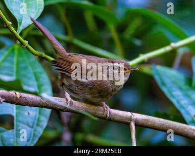 An Aberrant Bush Warbler (Horornis flavolivaceus) perched on abranch. Sumatra, Indonesia. Stock Photo