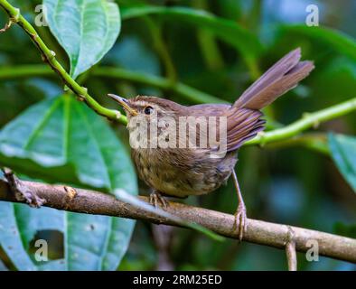 An Aberrant Bush Warbler (Horornis flavolivaceus) perched on abranch. Sumatra, Indonesia. Stock Photo