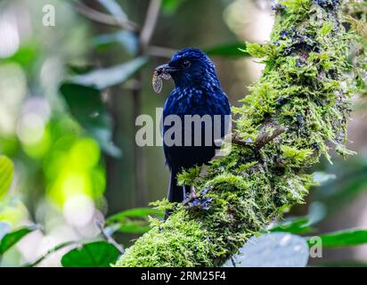 Eine glänzende Pfeifendrossel (Myophonus melanurus) mit einem Insekt im Schnabel. Sumatra, Indonesien. Stockfoto