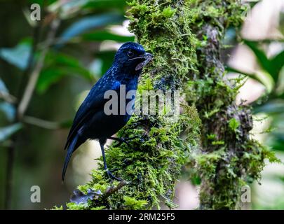 Eine glänzende Pfeifendrossel (Myophonus melanurus) mit einem Insekt im Schnabel. Sumatra, Indonesien. Stockfoto