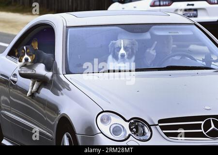 Pacific Grove, Kalifornien, USA. 26. August 2023. Der Fahrer gibt dem Fotografen den Finger Dog, der sich aus dem Autofenster lehnt. (Bild: © Rory Merry/ZUMA Press Wire) NUR REDAKTIONELLE VERWENDUNG! Nicht für kommerzielle ZWECKE! Stockfoto