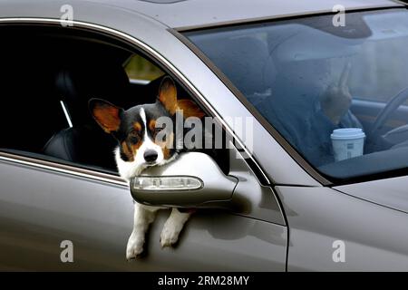 Pacific Grove, Kalifornien, USA. 26. August 2023. Der Fahrer gibt dem Fotografen den Finger Dog, der sich aus dem Autofenster lehnt. (Bild: © Rory Merry/ZUMA Press Wire) NUR REDAKTIONELLE VERWENDUNG! Nicht für kommerzielle ZWECKE! Stockfoto