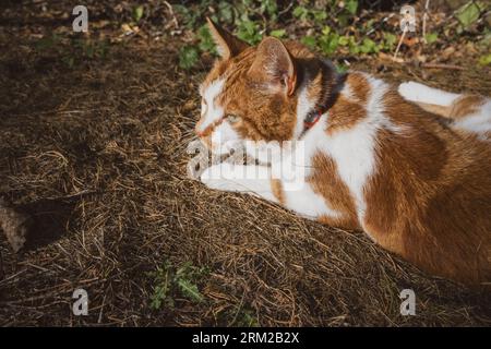 Ein Ingwer und eine weiße Katze sonnen sich im Sonnenlicht seines Gartens in Thetford in Norfolk England Stockfoto