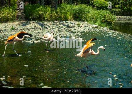 Chilenische Flamingoes, Phoenicopterus chilensis im Bahrain Ritz Hotel Resort, Naher Osten Stockfoto