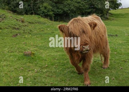 Highland-Kuh mit kreuzförmiger Nase und Gras um ihren Mund, das sie gegessen hat Stockfoto