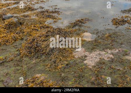 Große Quallen, die an einem schottischen Strand neben Seegras angespült wurden Stockfoto