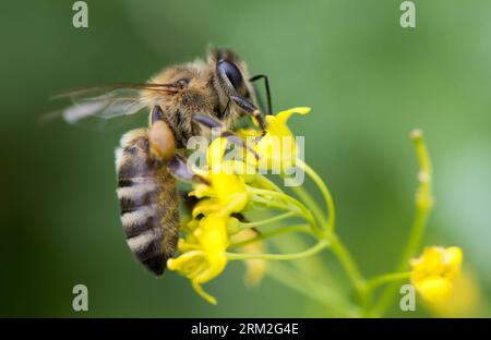 Bildnummer: 59822751  Datum: 12.06.2013  Copyright: imago/Xinhua (130613) -- ZAGREB, June 13, 2013 (Xinhua) -- A bee is seen during research on training bees to detect TNT odour from land mines in Zagreb, capital of Croatia, June 12, 2013. Bees are able to detect odours from 4.5 km away and associate the smell of TNT with sugar. Croatia is on track to become the European Union s 28th member state on July 1, but still clearing 667 square km of minefields or mine suspected areas located in 12 counties and 96 cities and municipalities. These areas are thought to contain approximately 73,000 land Stock Photo