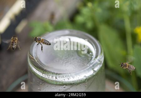 Bildnummer: 59822752 Datum: 12.06.2013 Copyright: imago/Xinhua (130613) -- ZAGREB, 13. Juni 2013 (Xinhua) -- Bienen werden während der Forschung zu Trainingsbienen gesehen, um TNT-Gerüche aus Landminen in Zagreb, Hauptstadt von Kroatien, zu erkennen, 12. Juni 2013. Bienen können Gerüche aus 4,5 km Entfernung erkennen und den Geruch von TNT mit Zucker in Verbindung bringen. Kroatien ist auf dem besten Weg, am 1. Juli zum 28. Mitgliedstaat der Europäischen Union zu werden, bereinigt jedoch noch 667 Quadratkilometer Minenfelder oder Minenverdachtsgebiete in 12 Grafschaften und 96 Städten und Gemeinden. Es wird angenommen, dass diese Gebiete etwa 73.000 Land umfassen Stockfoto