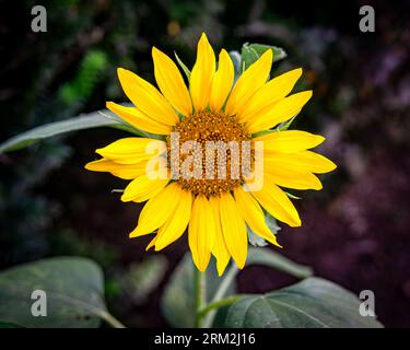 Piermont, NY - USA - 20. August 2023 horizontales Bild einer Sonnenblume mit geringer Feldtiefe. Stockfoto