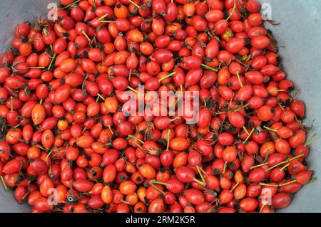 Geerntete reife Früchte Rosenhüften, die zur Weiterverarbeitung bestimmt sind Stockfoto