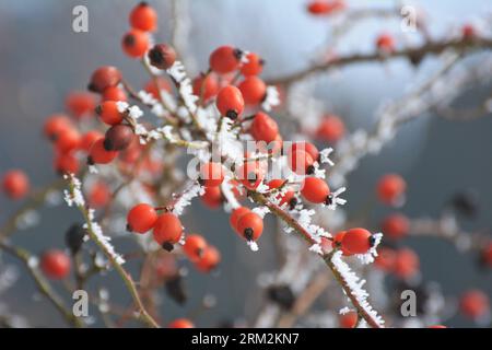 Im Winter hängen rote Beeren auf dem Zweig eines Hunderosenbusches Stockfoto