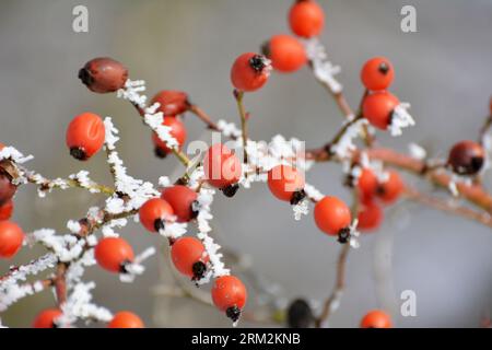 Im Winter hängen rote Beeren auf dem Zweig eines Hunderosenbusches Stockfoto