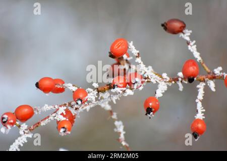 Im Winter hängen rote Beeren auf dem Zweig eines Hunderosenbusches Stockfoto