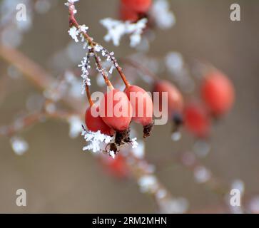 Im Winter hängen rote Beeren auf dem Zweig eines Hunderosenbusches Stockfoto