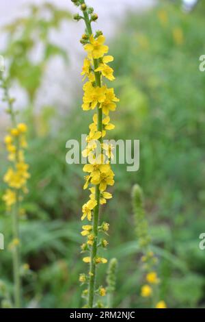 Im Sommer in der Wildnis unter wilden Gräsern blüht die Eupatoria agrimonia Stockfoto