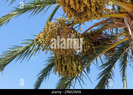 Reife Dattelfrüchte hängen unter blauem Himmel von Palmen Stockfoto