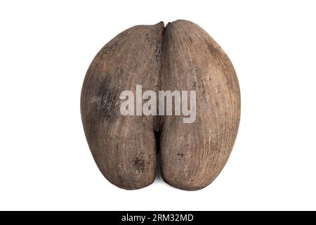 Coco de mer nut with outer husk removed isolated on white background. Fruit of Lodoicea commonly known as the sea coconut, coco de mer, or double coco Stock Photo