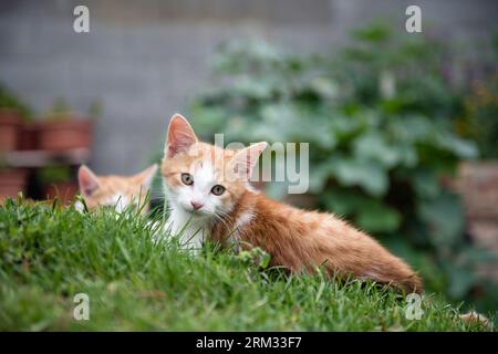 Niedliche Kätzchen, die im Garten auf grünem Gras liegen Stockfoto