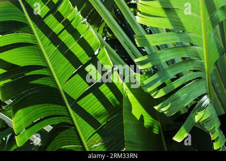 Green palm leaves background photo. Ravenala is a genus of monocotyledonous flowering plants. Ravenala madagascariensis, commonly known as travellers Stockfoto